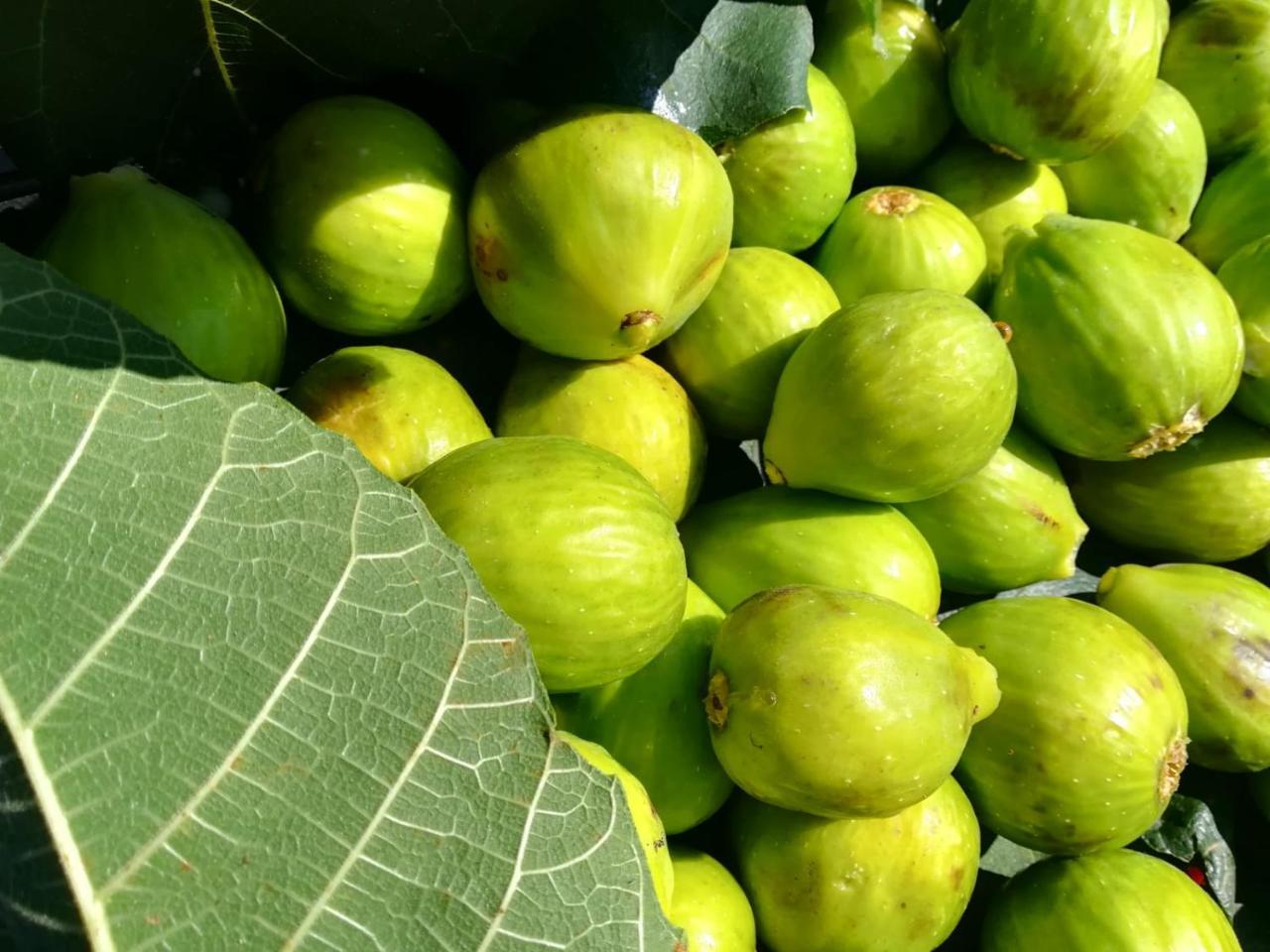 Il Cerro Agriturismo Zagarese Fuscaldo Εξωτερικό φωτογραφία